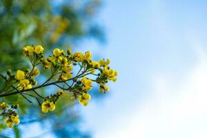 cassod árvore, siamês sena, tailandês cápsula de cobre, siamês Cássia com lindo amarelo flores, amarelo flores, brilhante azul céu fundo. foto