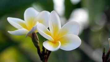 flores de frangipani no jardim foto