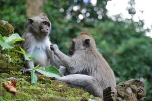 floresta de macacos ubud em bali foto