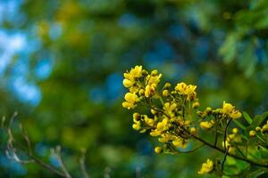 cassod árvore, siamês sena, tailandês cápsula de cobre, siamês Cassie com lindo amarelo flores amarelo flores e suave luz foto