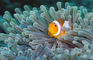 Peixe-palhaço. incrível mundo subaquático. foto