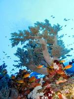 incrível mundo subaquático do mar vermelho foto
