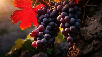 amadurecimento do vermelho videiras para vinho Produção foto