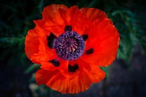 folhas e pólen da flor de papoula foto