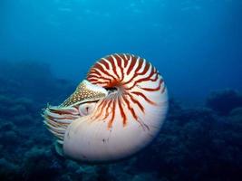 nautilus em mar aberto em Palau foto