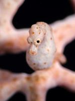macro subaquática de cavalo-marinho pigmeu denise