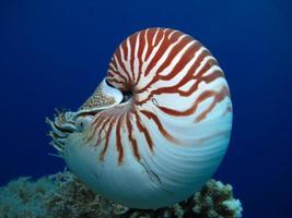 nautilus em mar aberto em Palau foto