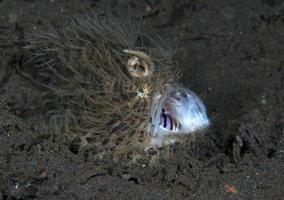 frogfish com a boca aberta. foto