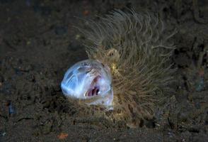 frogfish com a boca aberta. foto