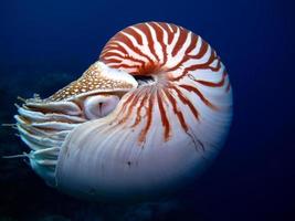 nautilus em mar aberto em Palau foto