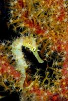 cavalo-marinho espinhoso. vida macro subaquática. foto
