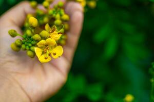 cassod árvore, siamês sena, tailandês cápsula de cobre, siamês Cássia com lindo amarelo flores amarelo flores e suave luz foto