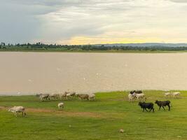 uma rebanho do branco e Preto vacas é pastar dentro uma Largo verde campo. foto