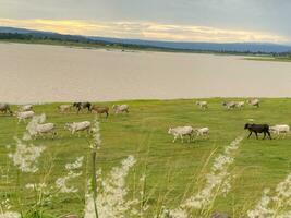 uma rebanho do branco e Preto vacas é pastar dentro uma Largo verde campo. foto