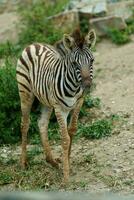 retrato do zebra dentro jardim zoológico foto