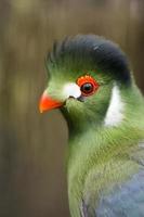 pássaro tropical turaco foto