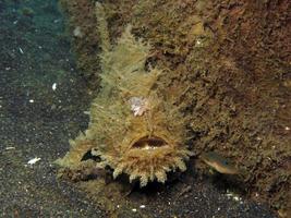 frogfish hispid ou peludo escondido no lixo. foto