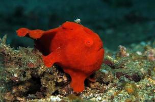 pintado de caça ao frogfish. foto