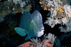 peixe-papagaio gigante no naufrágio do navio da liberdade. foto