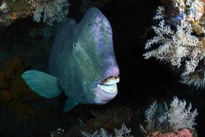 peixe-papagaio gigante escondido dentro do naufrágio da liberdade. foto