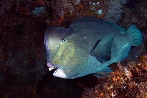 peixe-papagaio gigante no naufrágio do navio da liberdade. foto