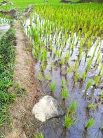 natureza s lindo visualizar, uma arroz campo dentro a manhã foto