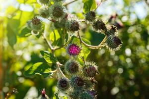 Arctium lappa comumente chamado de bardana maior foto