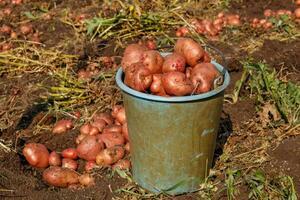 cheio balde do batatas em pé dentro a campo. foto