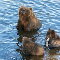 mãe Kamchatka Castanho Urso com dois filhotes pega vermelho salmão peixe dentro rio durante peixe desova foto