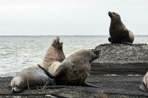 grupo norte mar leão eumetopias Jubatus em viveiro. Kamchatka foto