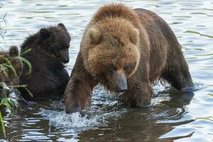 enorme mãe Kamchatka Castanho Urso com dois Urso filhotes pescaria vermelho salmão peixe durante desova dentro rio foto