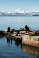 colônia norte mar leão Steller mar leão em Kamchatka Península foto