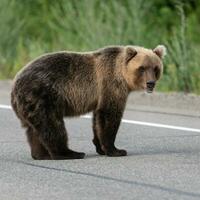 selvagem com fome Kamchatka Castanho Urso em pé em asfalto estrada foto