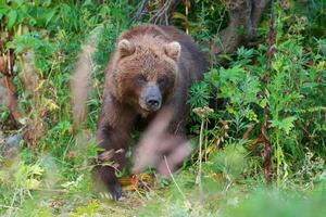 selvagem Kamchatka Castanho Urso dentro natural habitat, olhando Fora do verão floresta. Kamchatka Península foto