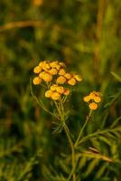 amarelo flores do tanaceto Vulgare ou tansy. selvagem medicinal plantar tansy foto