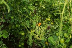 verde tomates crescendo dentro uma estufa. tomate suspensão em uma ramo. foto