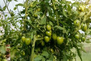 verde tomates crescendo dentro uma estufa. tomate suspensão em uma ramo. foto