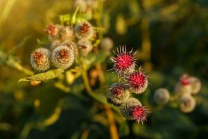 Arctium lappa comumente chamado de bardana maior foto