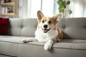 lindo, inteligente, calma de raça pura corgi cachorro deitado em em sofá dentro vivo sala. generativo ai foto