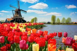 colorida tulipas e moinho de vento dentro Zaanse schans, Holanda, panorama com tulipas dentro Zaanse schans, Holanda, Europa, ai gerado foto