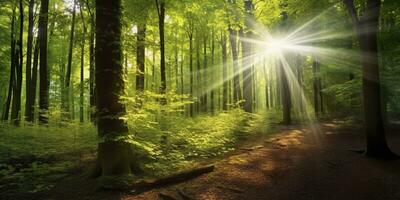 lindo raios do luz solar dentro uma verde floresta. generativo ai foto