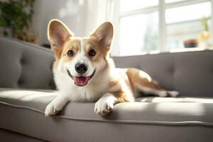 lindo, inteligente, calma de raça pura corgi cachorro deitado em em sofá dentro vivo sala. generativo ai foto