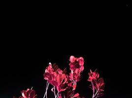Rosa flores contra Preto fundo foto