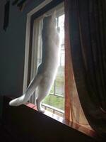 gato em pé em a peitoril da janela foto