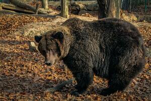 Castanho Urso Ursus arctos em outono fundo. selvagem grisalho dentro a jardim zoológico invólucro. adulto Urso foto