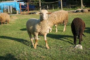 rebanho do ovelha pastar dentro Prado às pôr do sol em verde pasto. idílico pôr do sol foto