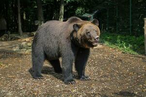 Castanho Urso Ursus arctos em outono fundo. selvagem grisalho dentro a jardim zoológico invólucro. adulto Urso foto