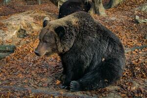 Castanho Urso Ursus arctos em outono fundo. selvagem grisalho dentro a jardim zoológico invólucro. adulto Urso foto