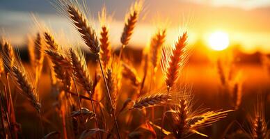 ampla dourado trigo campo fechar acima, agricultura conceito - ai gerado imagem foto