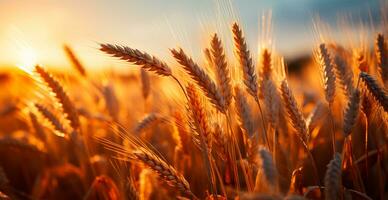 ampla dourado trigo campo fechar acima, agricultura conceito - ai gerado imagem foto
